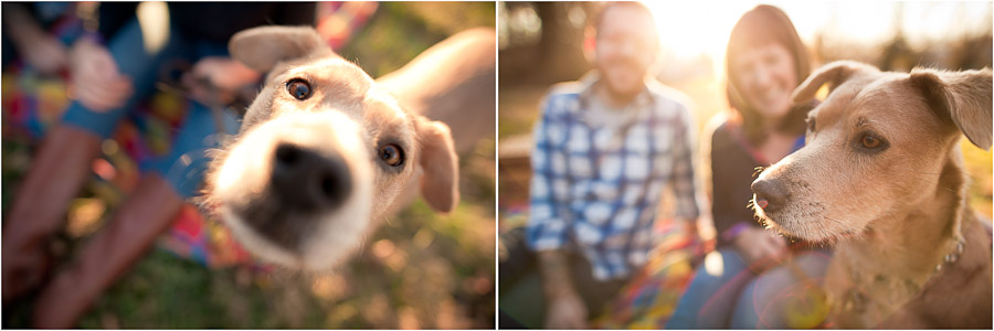 Hip-Bloomington-Engagement-Photography-4 Funny dog engagement photography